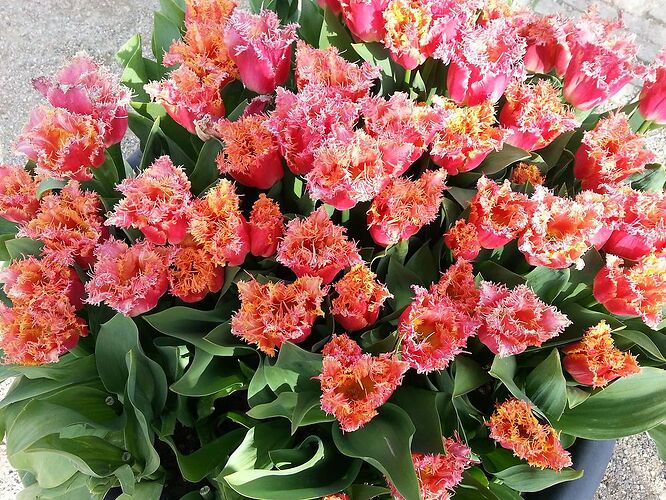 3 jours au pays des tulipes: Amsterdam et le Keukenhof - Mathou2139