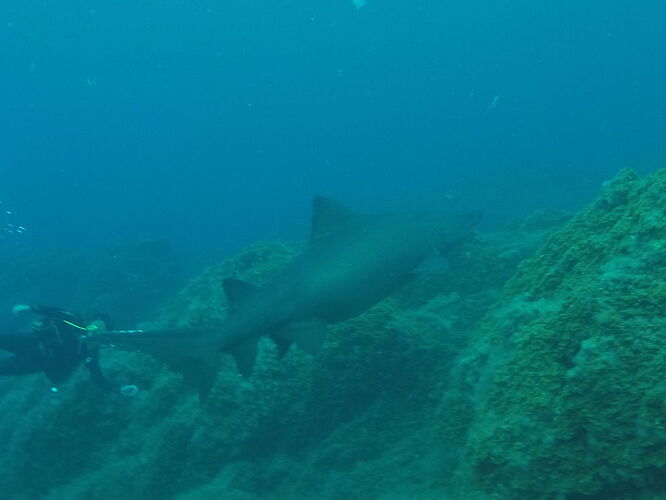 Re: les requins à 2 pattes - blondin74 Re: les requins à 2 pattes - blondin74
