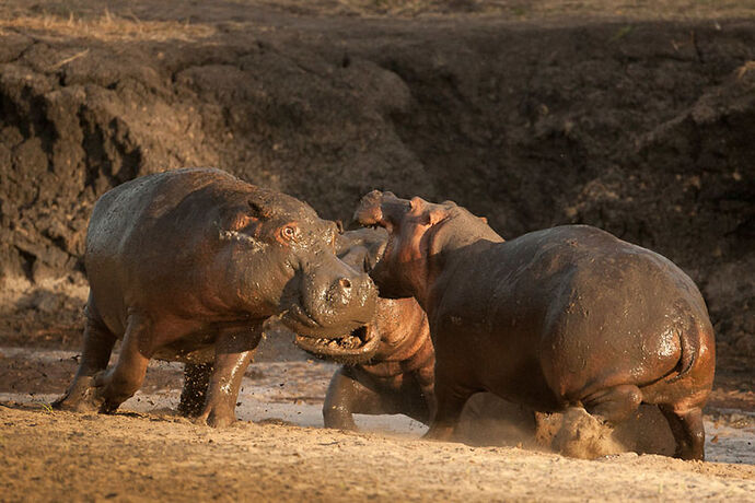 Re: Safari 10 jours Tanzanie : nord ou sud? - BLESL