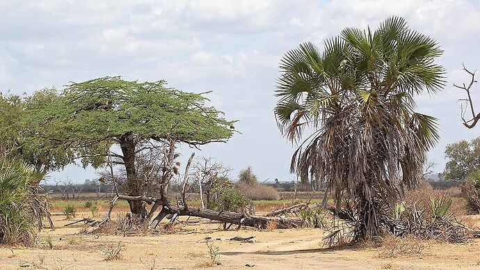 Re: Tanzanie en Mars - puma