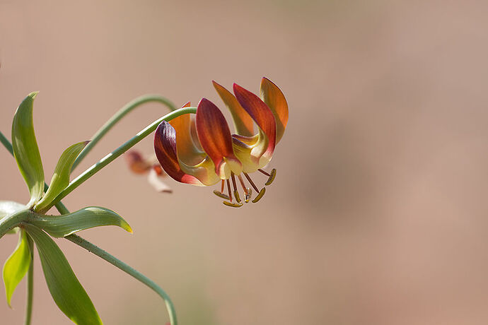 Plante de Namibie à identifier. SVP. - puma