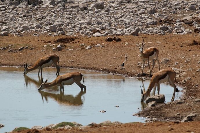 Re: Namibie - 15 jours en octobre 2018 - pascal41lc