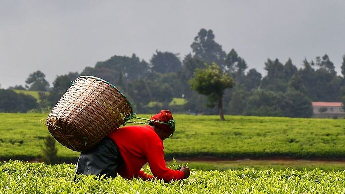 Re: Au coeur du Kenya ; le Kenya dans le coeur - Jmarc71