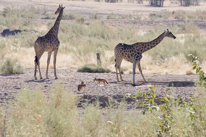 Re: 25 jours en Namibie en juillet 2021 - blueb