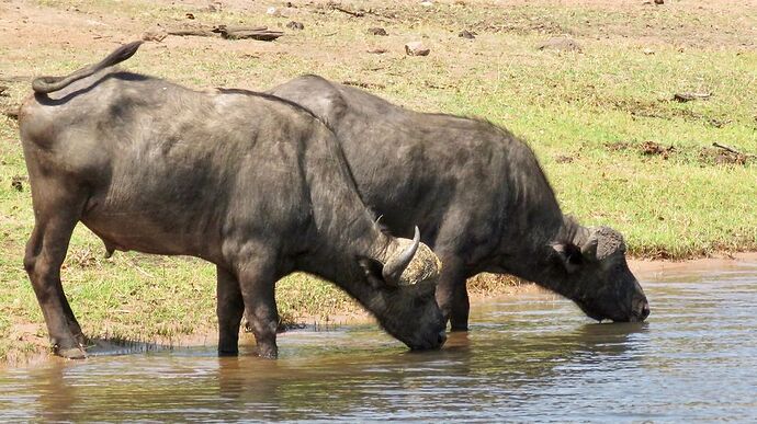 Re: NAMBOTSVIC Namibie- Botswana- Victoria Falls, 3 semaines magiques - PATOUTAILLE