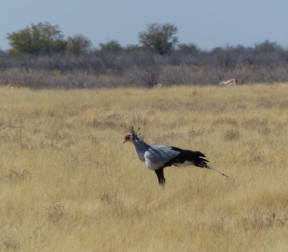 Re: 3 fabuleuses semaines Namibiennes- juillet 2021 - Patbillvoyage