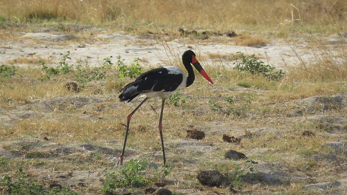 Re: NAMBOTSVIC Namibie- Botswana- Victoria Falls, 3 semaines magiques - PATOUTAILLE