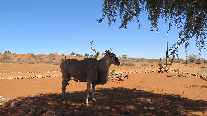 Retour en Namibie. - PATOUTAILLE