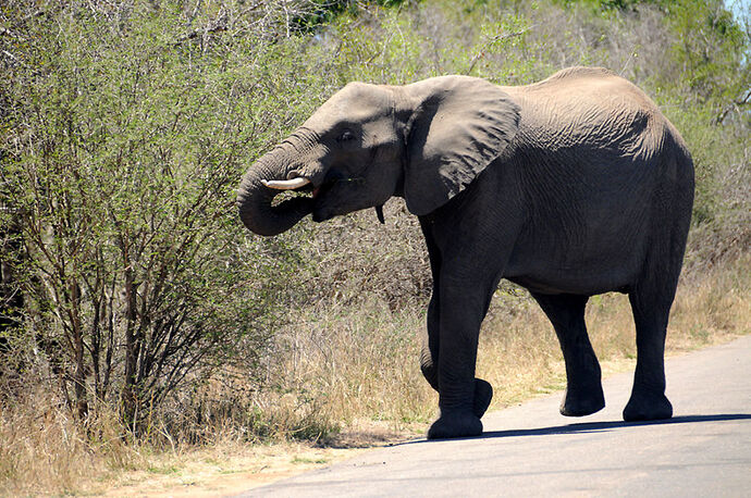 Re: Au paradis ! Compte rendu d'un voyage de 2 petites semaines en Afrique du Sud - L-argonnais Re: Au paradis ! Compte rendu d'un voyage de 2 petites semaines en Afrique du Sud - L-argonnais