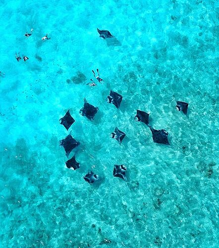 Maldives Snorkeling - Juin et Juillet/Août - Baa Atoll - Mantas saison - Philomaldives Guide Safaris