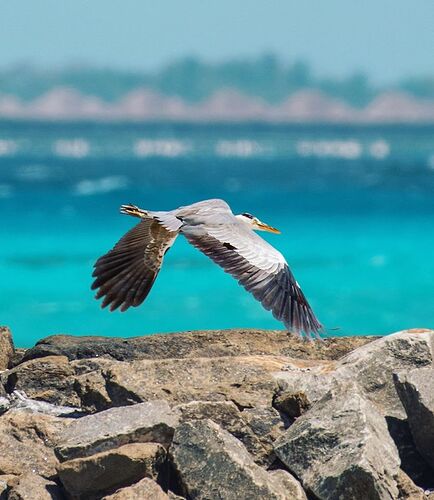 Maakanaa  Maldives - Héron espèce protégée -   - Philomaldives Ex guide Safaris