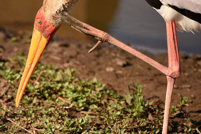 Re: Au paradis ! Compte rendu d'un voyage de 2 petites semaines en Afrique du Sud - L-argonnais Re: Au paradis ! Compte rendu d'un voyage de 2 petites semaines en Afrique du Sud - L-argonnais