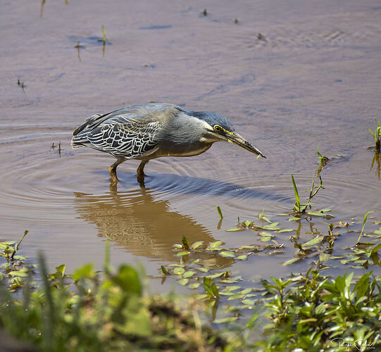 Samburu : Les oiseaux aquatiques - rjulie95