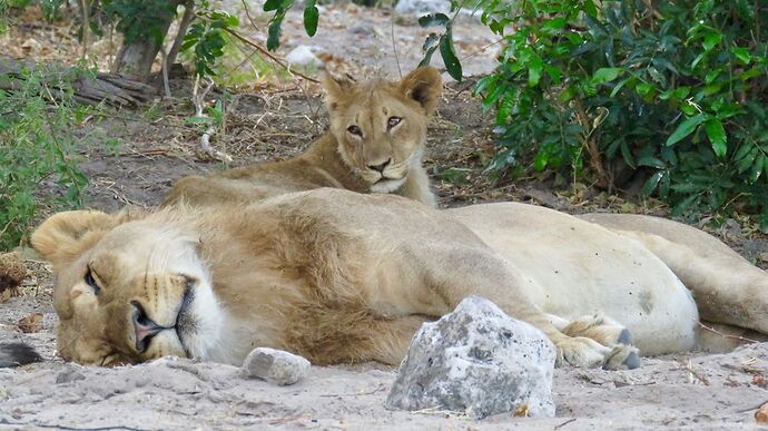 Re: NAMBOTSVIC Namibie- Botswana- Victoria Falls, 3 semaines magiques - PATOUTAILLE