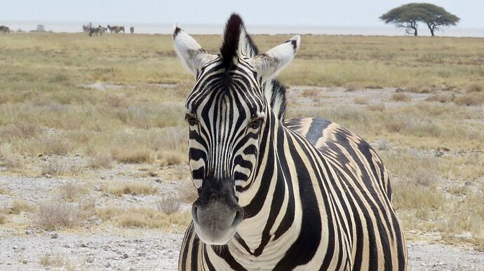 Re: NAMBOTSVIC Namibie- Botswana- Victoria Falls, 3 semaines magiques - PATOUTAILLE