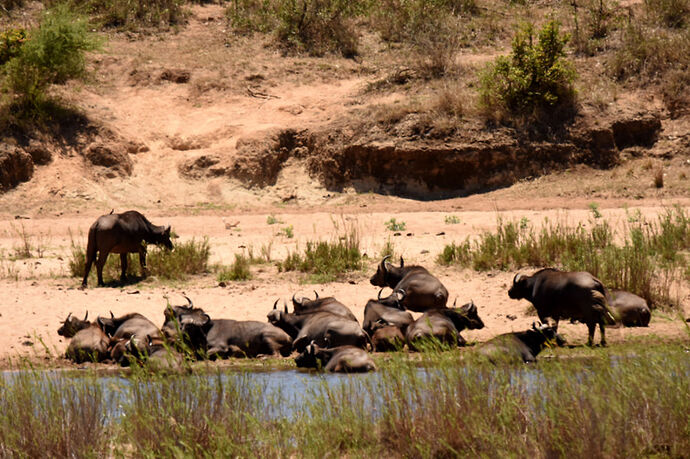 Re: Au paradis ! Compte rendu d'un voyage de 2 petites semaines en Afrique du Sud - L-argonnais Re: Au paradis ! Compte rendu d'un voyage de 2 petites semaines en Afrique du Sud - L-argonnais