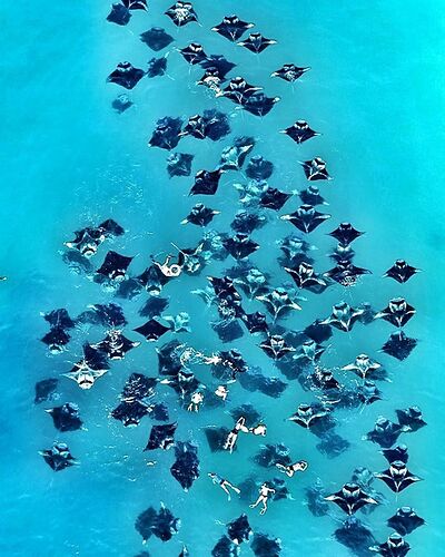 Maldives Snorkeling - Octobre - Baa Atoll - Mantas saison - Philomaldives Guide Safaris