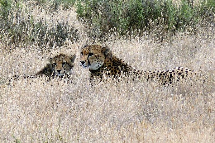 Morning game drive dans le Kruger - alaindu91