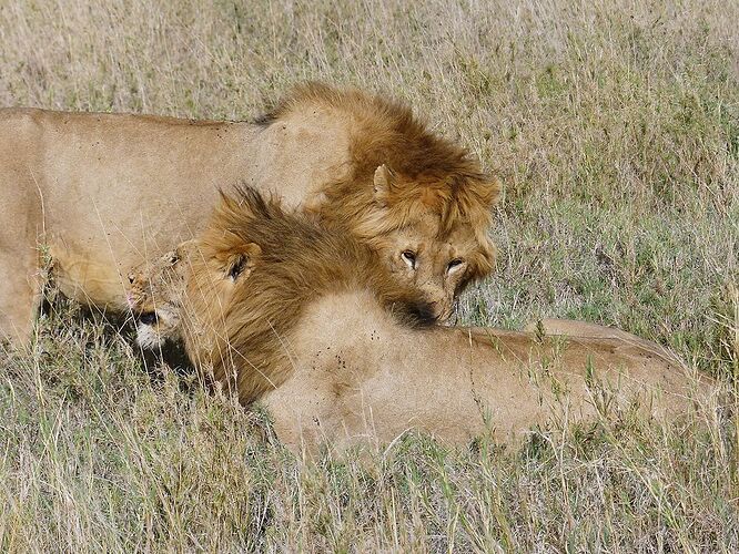 Re: Une averse de lions... novembre 2021 dans les grands parcs du Nord de la Tanzanie - fabienne65