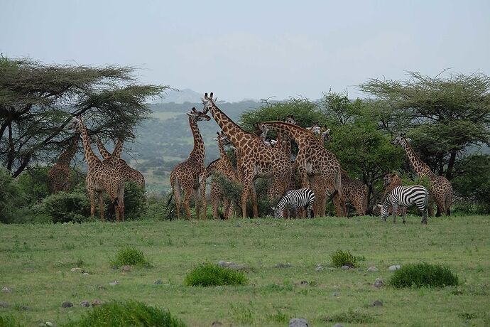 Re: Safari sur mesure et extension Zanzibar avec Virginie et l'agence Kibowhy - AureJM