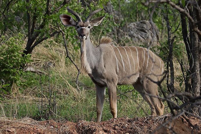 Re: A Sélous & Ruaha, pour le plaisir . - puma