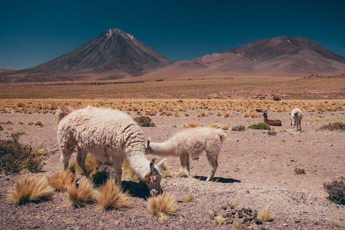 A la découverte du désert d’Atacama - @levoyagedaudrey