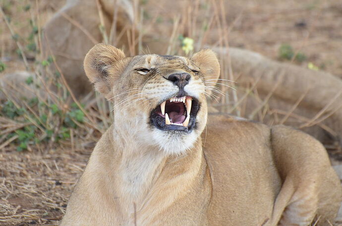 Tarangire, comme un avant goût de lions... - fabienne65