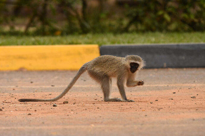 Re: Au paradis ! Compte rendu d'un voyage de 2 petites semaines en Afrique du Sud - L-argonnais Re: Au paradis ! Compte rendu d'un voyage de 2 petites semaines en Afrique du Sud - L-argonnais