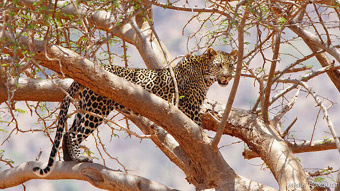 Re: Chacal Expeditions Safari Kenya - MichouP