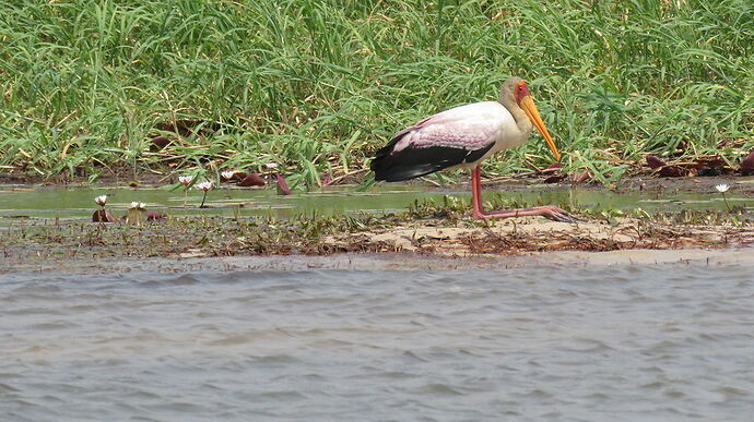 Re: NAMBOTSVIC Namibie- Botswana- Victoria Falls, 3 semaines magiques - PATOUTAILLE