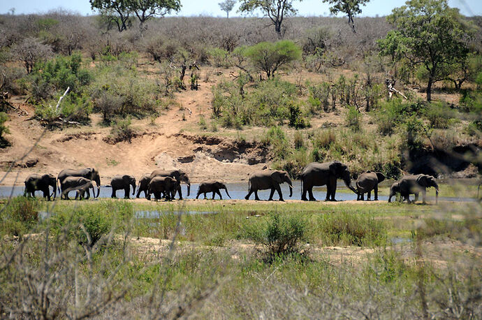 Re: Au paradis ! Compte rendu d'un voyage de 2 petites semaines en Afrique du Sud - L-argonnais Re: Au paradis ! Compte rendu d'un voyage de 2 petites semaines en Afrique du Sud - L-argonnais