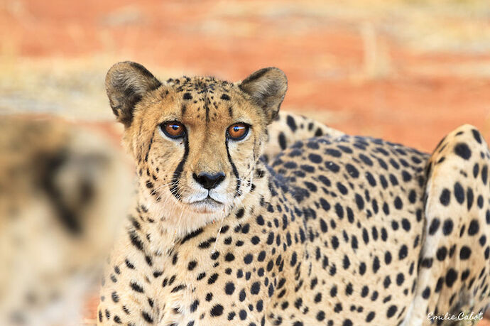 Cheetah feeding & sundowner - Millie