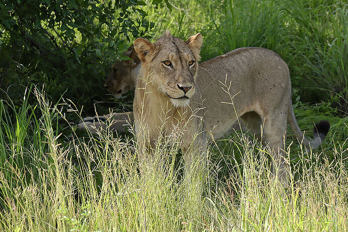 Re: Safari cet été en Tanzanie. Vous annulez? Covid19 - puma