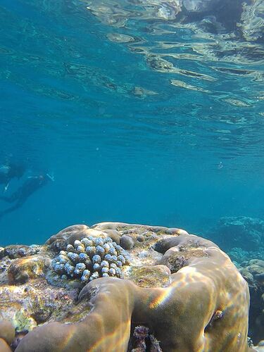 Snorkeling aux Maldives - Philomaldives Guide Safaris