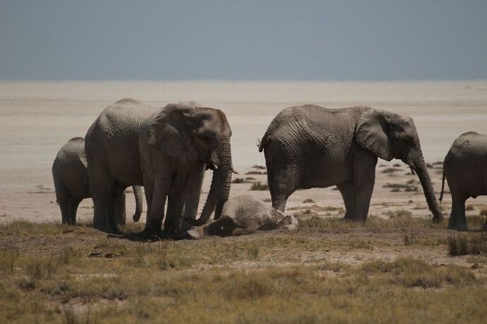 Re: Namibie - 15 jours en octobre 2018 - pascal41lc