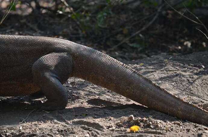 Dragon de Komodo, Rinca