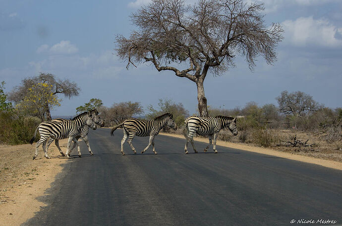 Retour de notre voyage en Afrique du Sud, 16 jours en septembre 2016. - Nicole33