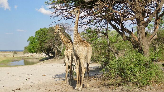 Re: NAMBOTSVIC Namibie- Botswana- Victoria Falls, 3 semaines magiques - PATOUTAILLE