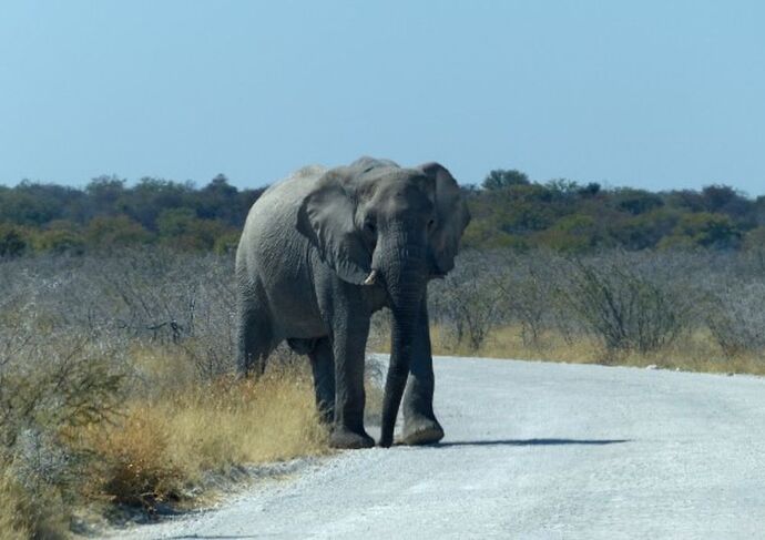 Re: 3 fabuleuses semaines Namibiennes- juillet 2021 - Patbillvoyage