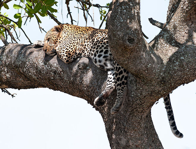 Re: Kenya juillet 2021 un nouveau safari de Samburu au Massai Mara en passant par Meru et Aberdare NP - Karen56