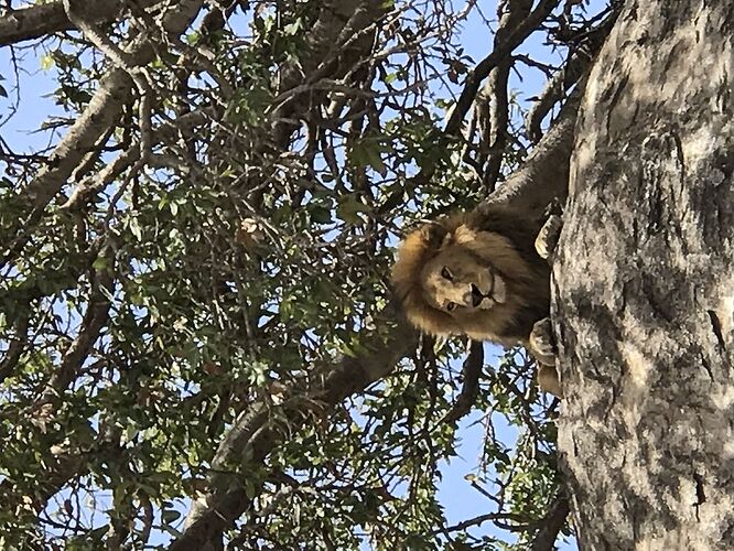 Retour de mon Safari en Tanzanie avec Philipo Kimgoni oni - Catherine-Serafim