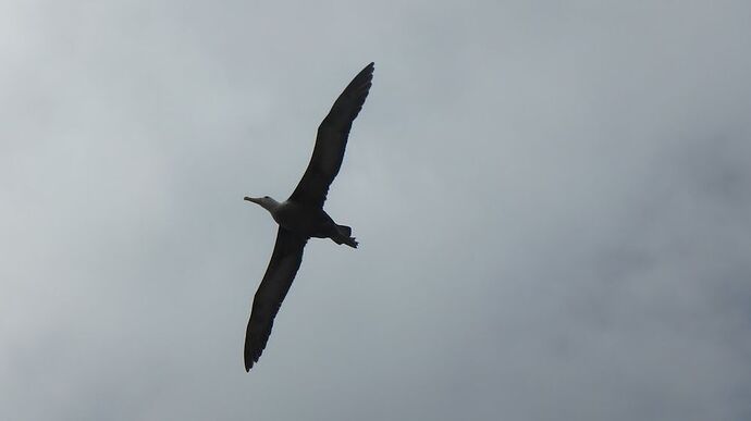 Re: Iles Galapagos en solo... Conseils ? - LéonEquateur