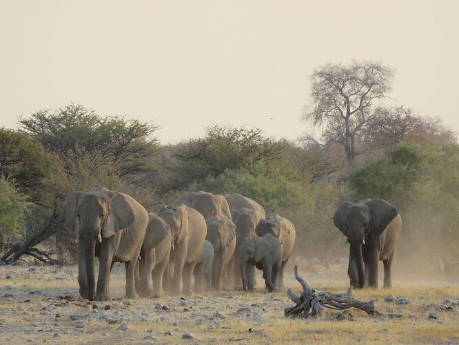 Re: Safari en Namibie - yensabai