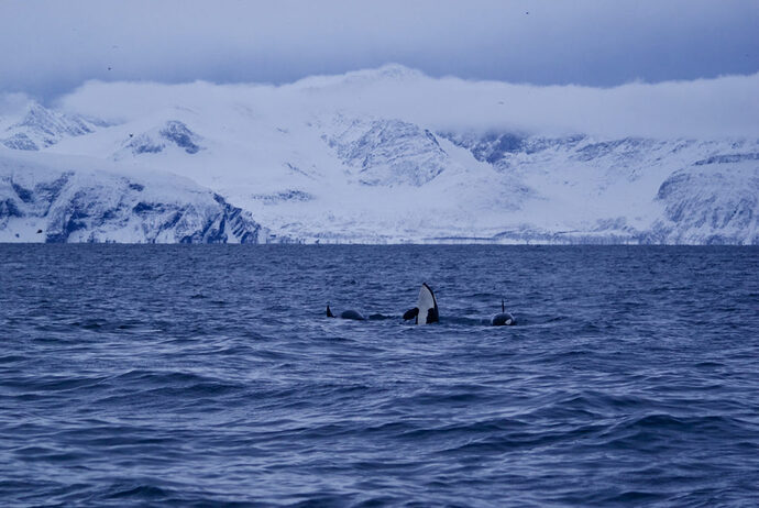 Norvège: A la découverte des Orques et Baleines !  - Nicolas-Locque
