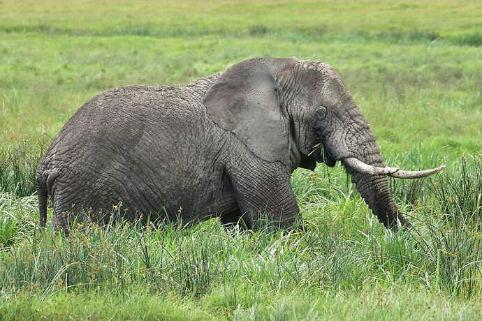 Re: Safari en Tanzanie avec guide chauffeur indépendant Memory Safaris - Steck-Christophe