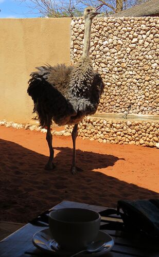 Retour en Namibie. - PATOUTAILLE