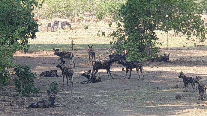 Re: Qui connaît l'agence Zazu Voyage en Afrique du Sud - ardphil