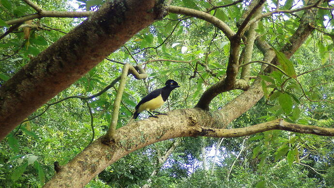 Compte rendu voyage NOA et Iguazu - chgut