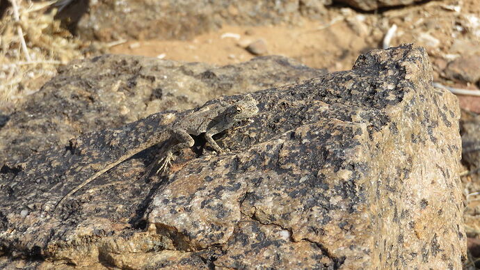 Fish River Canyon - Fra67