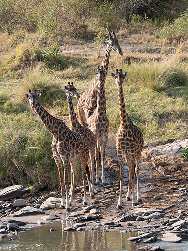 Re: Kenya juillet 2021 un nouveau safari de Samburu au Massai Mara en passant par Meru et Aberdare NP - Karen56